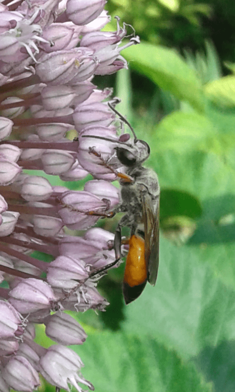 Sphex sp. (Sphecidae)?  S, Sphex cfr. funerarius, m & f